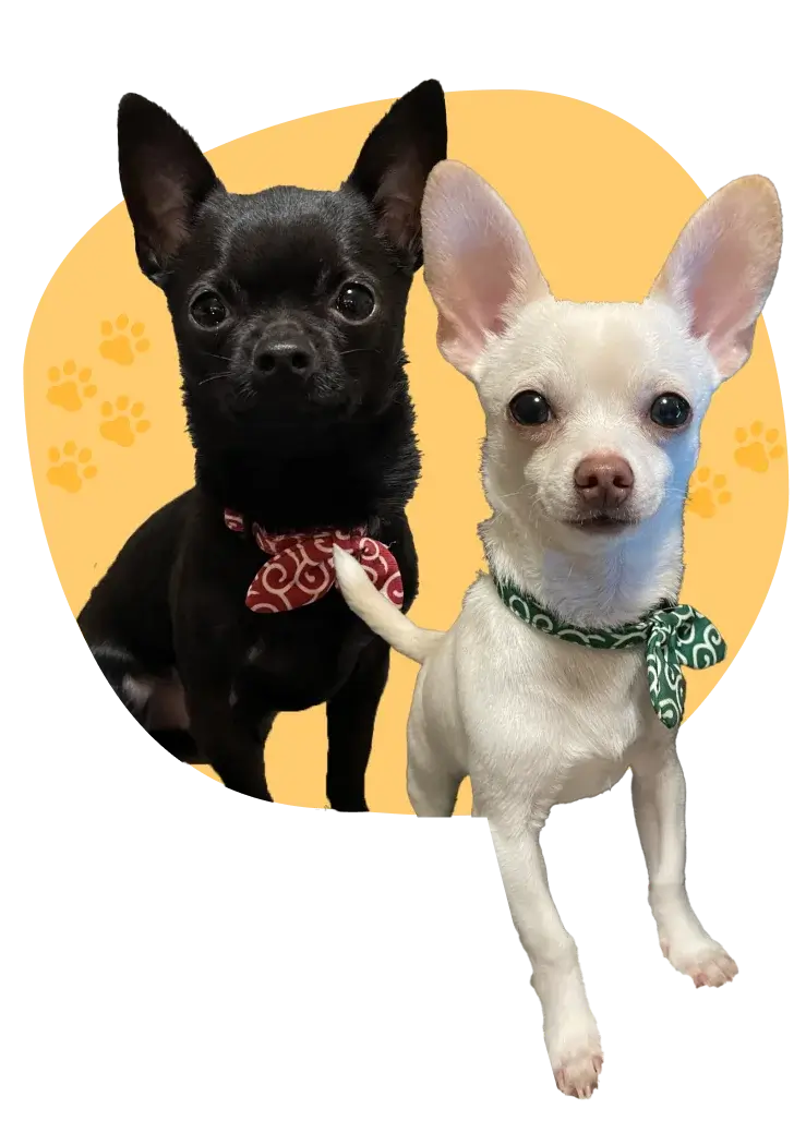 To the left is a black Chihuahua and to the right is a white Chihuahua. The two are looking at the front of the photo with their bodies out of the orange circle with paw prints in the background.