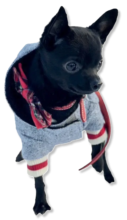 Photo of a black chihuahua wearing a red bow tie and a gray hoodie walking with its left front leg raised.