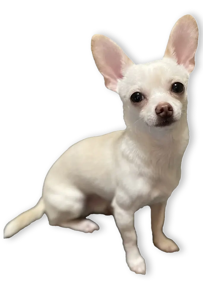 Photo of a white chihuahua sitting facing right and looking at the camera.