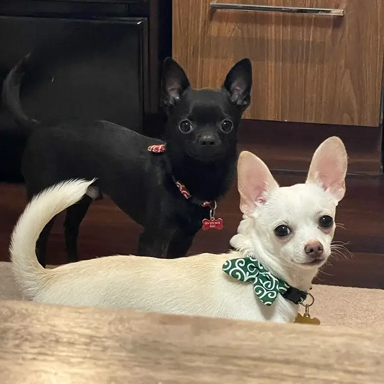 Photograph of two chihuahuas wearing different color arabesque collars looking at the camera through a desk.