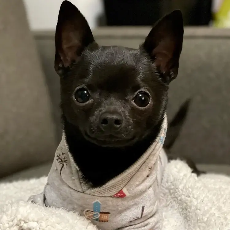 Photo of a black chihuahua in a gray sweatshirt sitting on a couch looking straight ahead.
