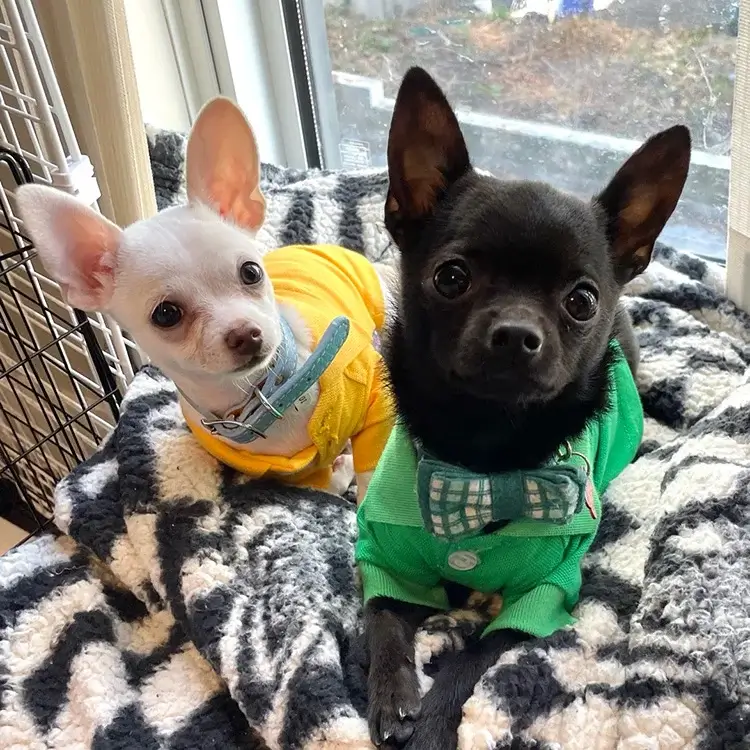 Black Chihuahua wearing a green shirt and white Chihuahua wearing a yellow shirt, looking straight ahead from a dog bed.