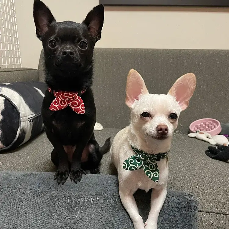 A black Chihuahua wearing a red arabesque collar is sitting up straight, and a white Chihuahua wearing a green arabesque collar is lying down next to it.