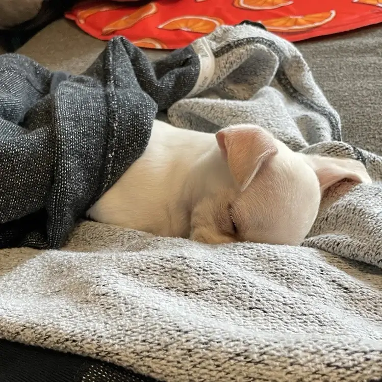 Photo of a white Chihuahua puppy sleeping on a couch while wrapped in a human hoodie.
