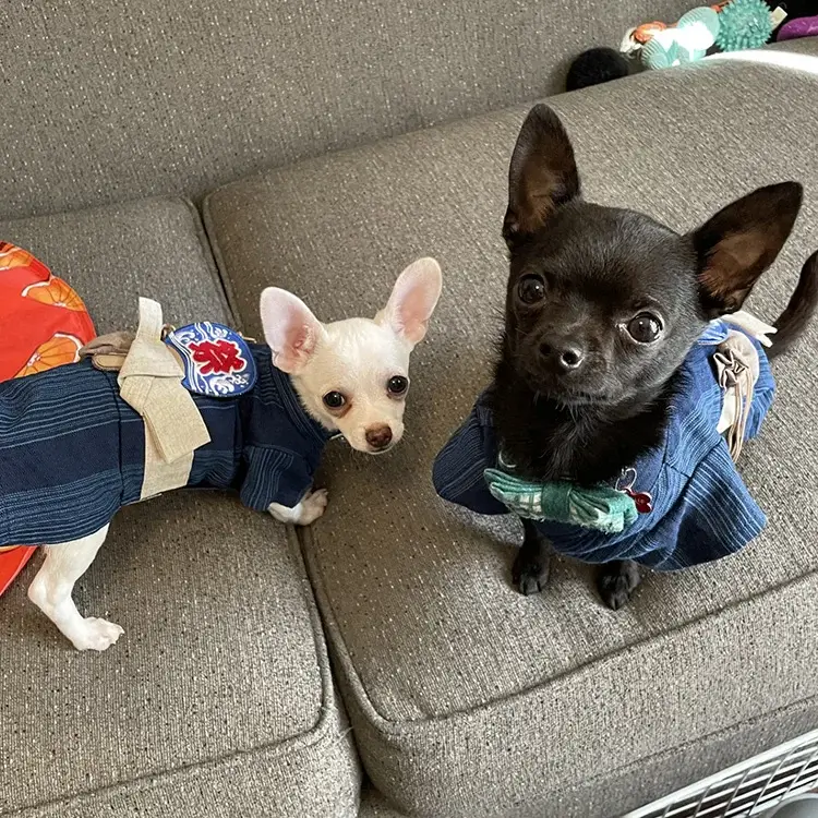 Photo of a black and white chihuahua wearing a yukata