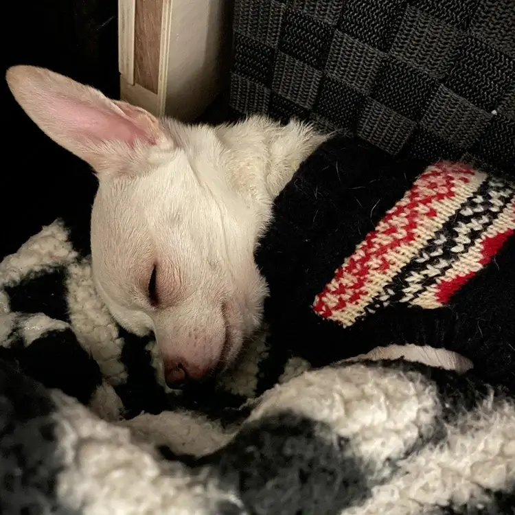 クリスマス柄のセーターを身に着けた白いチワワが毛布の上で寝ている写真