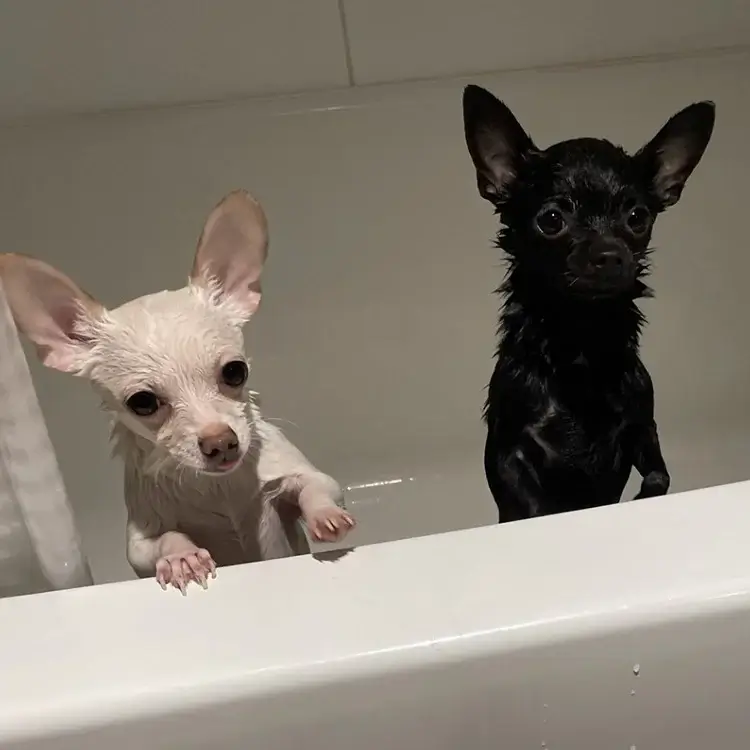 Photo of a wet black chihuahua and a white chihuahua in a bathtub.