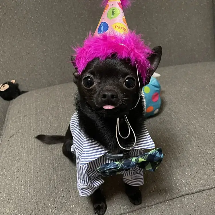 Photo of a black chihuahua wearing a blue striped shirt, blue bow tie, and party hat, looking straight ahead with tongue slightly out.